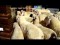 Sheep Flock into a Store