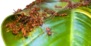 Eco_Ants